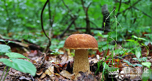 食用菌凈化車間設(shè)計(jì)、施工、安裝、檢測專業(yè)廠家